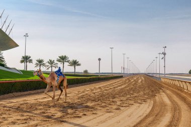 Robot jokeylerle yarış devesi, Dubai, Birleşik Arap Emirlikleri. Geleneksel deve yarışı