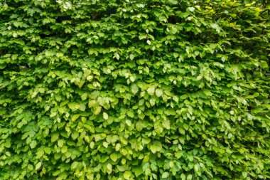 Yeşil yaprak dokusu ve doğal arkaplan. Yüksek kalite fotoğraf