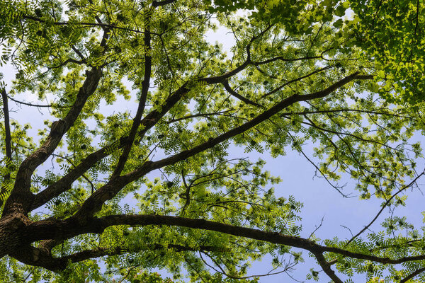 bottom-up view of the crown of a tree with green leaves against the sky. High quality photo