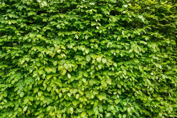 Yeşil yaprak dokusu ve doğal arkaplan. Yüksek kalite fotoğraf