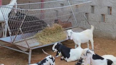 Farklı cinslerden keçiler çiftlikte saman yiyorlar. Yüksek kalite 4k görüntü