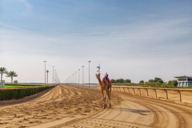 Robot jokeylerle yarış devesi, Dubai, Birleşik Arap Emirlikleri. Geleneksel deve yarışı