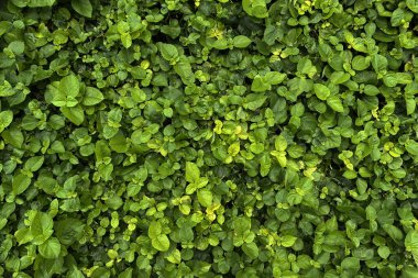 Yeşil yaprak dokusu ve soyut arkaplan. Yüksek kalite fotoğraf