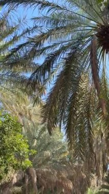 Al Ain Oasis, BAE 'deki yüksek palmiye ağaçları gökyüzüne doğru uzanıyor. Yeşil yapraklar parlak gökyüzü ile tezat oluşturarak sakin bir atmosfer yaratıyor. Sıcaktan kaçmak için huzurlu bir yer.