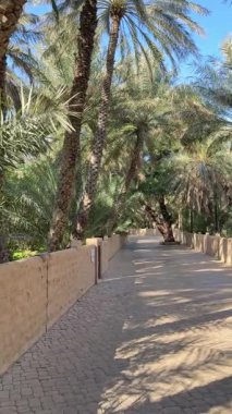 Al Ain, BAE 'deki vahada uzun palmiye ağaçları ve yeşil yapraklarla çevrili sessiz bir patika. Güneş ışığı palmiyelerin arasından süzülür, yumuşak gölgeler bırakır. Vahada huzurlu bir yer.