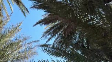 Parlak güneşli bir günde palmiye ağaçları açık mavi gökyüzüne hafifçe sallanır. Düşük açılı görüntüler, doğanın güzelliğini ve sıcak kıyı titreşimlerini vurgulayarak tropikal atmosferi yakalar.