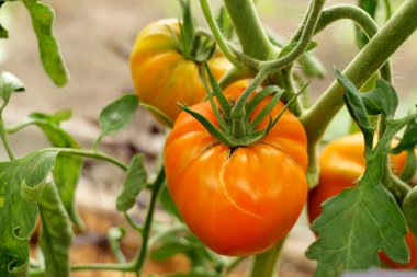 Domateslerin yakın çekimi, serada bir sarmaşıkta yetişiyor. Sürdürülebilir tarım ev yemekleri ve sağlıklı yiyecekler için taze, organik sebzeleri teşvik eder