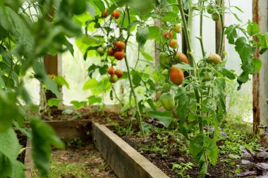 Bir seranın içindeki sarmaşıkta olgunlaşmış domatesler. Organik tarım ve bahçıvanlık sağlıklı bir yaşam tarzı için taze, böceksiz bir hasat sağlar.