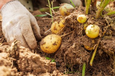 Eldivenli çiftçi elleri patates topluyor. Topraklı taze kazılmış organik ürün. Tarım ve tarım kavramı