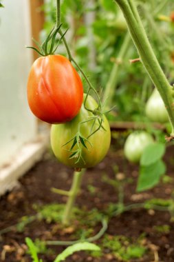 Bir seranın içindeki sarmaşıkta olgunlaşmış domatesler. Organik tarım ve bahçıvanlık sağlıklı bir yaşam tarzı için taze, böceksiz bir hasat sağlar.