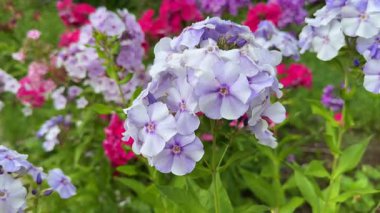 Yaz boyunca çiçek açan Phlox çiçekleri yumuşak leylak ve pembe renkler sergiliyor. Bu güzel kokulu ölümsüzler sıcak havada gelişir, bahçelere ve doğal manzaralara güzellik ve cazibe katar.