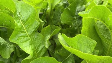 Ev bahçesinde yetişen taze yaban turpu yaprakları. Yeşillik yeşillik doğal koşullarda yeşererek canlı rengini ve dokusunu sergiliyor. Genellikle aşçılık ve tıbbi kullanım için yetiştirilir.