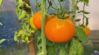 Sarmaşık sarmaşıklarında olgunlaşan sarı domatesler. Organik tarım ve bahçıvanlık sağlıklı bir yaşam tarzı için taze, böceksiz bir hasat sağlar.