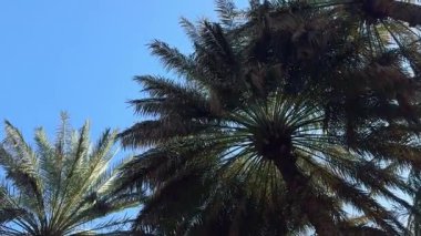 Güneşli bir günde açık mavi gökyüzüne karşı palmiye ağaçları. düşük açılı görünüm