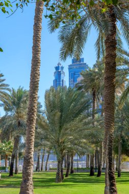 Dubai 'nin göbeğinde yeşil vaha. Safa Park, modern gökdelenlerin manzaralı açık hava rahatlığı sunuyor. Ağaçların gölgesinde yürümek ve piknik yapmak için harika bir yer.