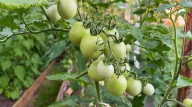 Bir serada sarmaşıkta olgunlaşan domatesler. Organik tarım ve bahçıvanlık, sağlıklı bir yaşam tarzını destekleyen, taze, böcek ilacından arınmış bir ürün sağlıyor.