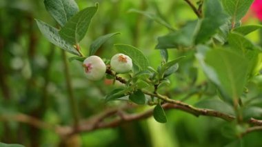Bahçe bahçesinde yetişen taze yeşil meyveli yabanmersini çalısı, ev işleri ve kendi kendine yetme