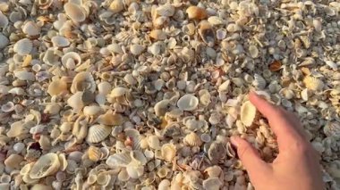 Gezgin el deniz kabuklarıyla dolu bir kumsalı keşfeder, eşsiz okyanus hazinelerini toplar. Merakı, doğayla bağlantıyı ve kıyı keşiflerinin neşesini yakaladığı an