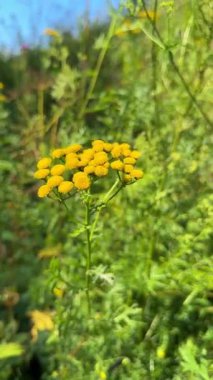 Sarı tansi çiçeklerin yaz çayırlarında sallandığının dikey videosu. Güneş ışığında yemyeşil arka planda parlak yabani otlar. Yumuşak esintili huzurlu kırsal manzara