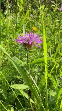 Uzun çimenlerde açan mor bir Centaurea Jacea 'nın dikey videosu. Bereketli yeşillik ve doğal ışıkla dolu huzurlu bir yaz çayırı. Rüzgarda sallanan narin taç yapraklarının yakın çekimi
