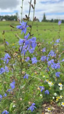 Mavi Cichorium intybus çiçekleri, hindiba olarak da bilinir. Güneşli bir yaz çayırında açan narin kır çiçekleri. Asteraceae familyasından çok yıllık bir bitki.