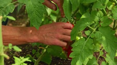  Eller, sera sarmaşığından olgun domates topluyor, organik bahçıvanlık sergiliyor. Taze, ilaçsız sebzeler sağlıklı bir yaşam tarzını ve sürdürülebilir çiftçiliği destekler.