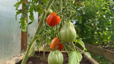 Bir seranın içindeki sarmaşıkta olgunlaşmış domatesler. Organik tarım ve bahçıvanlık sağlıklı bir yaşam tarzı için taze, böceksiz bir hasat sağlar.