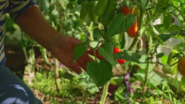 Bir bahçıvanın ev yapımı domatesleri, arka bahçe çiftçiliğini yakın plan çekimleri. Taze, ilaçsız sebzeler sağlıklı bir yaşam tarzını ve sürdürülebilir çiftçiliği destekler.