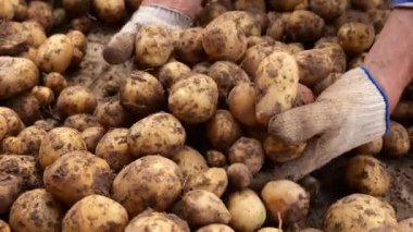 Toplanan taze patatesler tarladan toplanır. Patates hasadı tasnif ve depolama için hazır. Büyük bir patates yığını başarılı bir patates hasadı ve sıkı çalışma gösteriyor.
