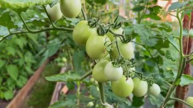 Bir serada olgunlaşan ev yapımı vişne domatesleri sürdürülebilir bahçıvanlığı yansıtıyor. Evde yetiştirilen taze, organik sebzeler sağlıklı bir yaşam tarzını ve çiftlikten sofraya yeme alışkanlığını teşvik ediyor.
