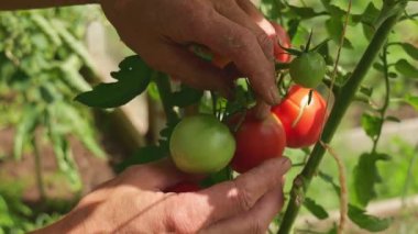  Eller, sera sarmaşığından olgun domates topluyor, organik bahçıvanlık sergiliyor. Taze, ilaçsız sebzeler sağlıklı bir yaşam tarzını ve sürdürülebilir çiftçiliği destekler.