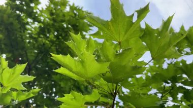 Akçaağaç yaprakları havayı temizler ve doğayı taze tutar. Yeşil yapraklar hava temizleyiciyi daha temiz ve daha sağlıklı yapar. Ağaçların temiz havası daha iyi bir çevreyi destekler.