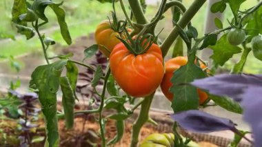 Bir seranın içindeki sarmaşıkta olgunlaşmış domatesler. Organik tarım ve bahçıvanlık sağlıklı bir yaşam tarzı için taze, böceksiz bir hasat sağlar.