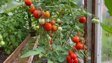 Bir serada olgunlaşan ev yapımı vişne domatesleri sürdürülebilir bahçıvanlığı yansıtıyor. Evde yetiştirilen taze, organik sebzeler sağlıklı bir yaşam tarzını ve çiftlikten sofraya yeme alışkanlığını teşvik ediyor.