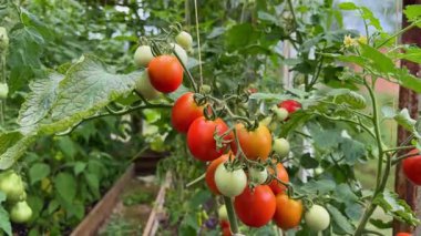 Bir seranın içindeki sarmaşıkta olgunlaşmış domatesler. Organik tarım ve bahçıvanlık sağlıklı bir yaşam tarzı için taze, böceksiz bir hasat sağlar.