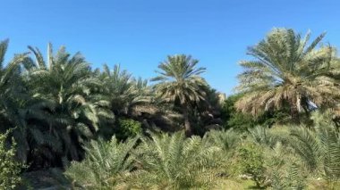 O köklü hurma ağaçları, salkımları sarkmış, salkımları sarkmış. Açık mavi arkaplan ile zıt yeşil renkler, bir vahayı ya da egzotik botanik manzarayı sembolize eder.