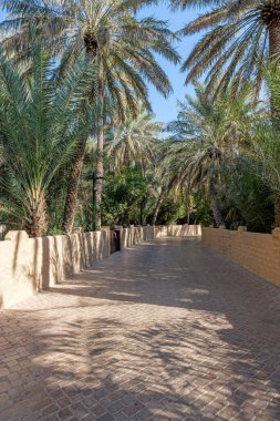 Al Ain, BAE 'deki vahada uzun palmiye ağaçları ve yeşil yapraklarla çevrili sessiz bir patika. Güneş ışığı palmiyelerin arasından süzülür, yumuşak gölgeler bırakır. Vahada huzurlu bir yer.