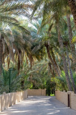 Al Ain, BAE 'deki vahada uzun palmiye ağaçları ve yeşil yapraklarla çevrili sessiz bir patika. Güneş ışığı palmiyelerin arasından süzülür, yumuşak gölgeler bırakır. Vahada huzurlu bir yer.