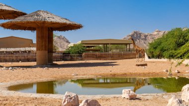 BAE 'deki Al Ain Hayvanat Bahçesi' nde zürafalar. Aile gezisi için mükemmel. Çeşitli vahşi yaşam türleri. Eğlenceli ve eğitici bir gün için mükemmel.