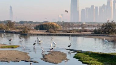 Dubai 'deki Ras Al Khor Vahşi Yaşam Sığınağı' nda su kenarındaki kuşlar. Arka planda, Dubai Creek Limanı 'nın modern binaları sabah sisinin içinden yükseliyor.