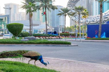 Dubai, BAE, 11 Şubat 2025: Dubai 'deki Gelecek Müzesi' nin arkasındaki sakin parkta yürüyen tavus kuşu. Bu turistik mekan, Emirates Kuleleri yakınlarındaki doğa ve yenilikçi mimarinin eşsiz bir karışımını sunuyor.