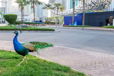 Dubai, BAE, 11 Şubat 2025: Dubai 'deki Gelecek Müzesi' nin arkasındaki sakin parkta yürüyen tavus kuşu. Bu turistik mekan, Emirates Kuleleri yakınlarındaki doğa ve yenilikçi mimarinin eşsiz bir karışımını sunuyor.