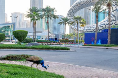 Dubai, BAE, 11 Şubat 2025: Dubai 'deki Gelecek Müzesi' nin arkasındaki sakin parkta yürüyen tavus kuşu. Bu turistik mekan, Emirates Kuleleri yakınlarındaki doğa ve yenilikçi mimarinin eşsiz bir karışımını sunuyor.