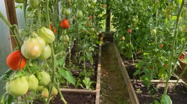 Organik sebzeler için çevre dostu bir sera. Sürdürülebilir tarım böcek ilacı olmadan taze hasat sağlar, sağlıklı yaşam ve çevresel bilinçli tarımı teşvik eder..