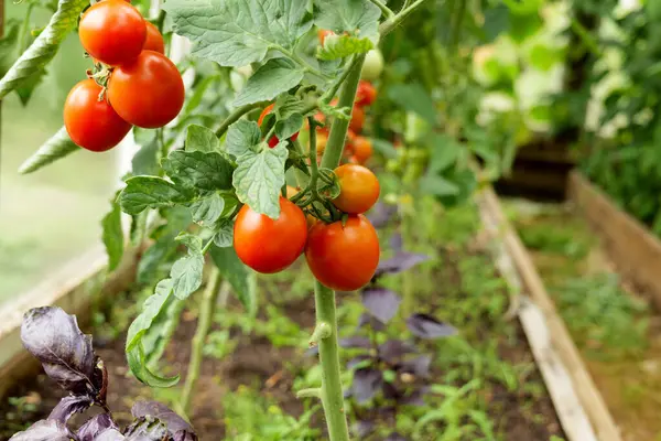 Bir serada sarmaşıkta olgunlaşan domatesler. Organik tarım ve bahçıvanlık, sağlıklı bir yaşam tarzını destekleyen, taze, böcek ilacından arınmış bir ürün sağlıyor.