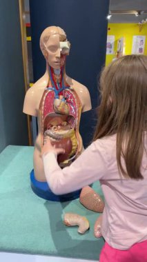 İnsan anatomisi modelini araştıran bir çocuk. İç organları gösteren özel eğitim sergisi. Biyoloji ve tıp eğitimi için interaktif öğrenme aracı. Görünür anatomik detaylar