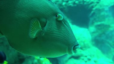 Tropik bir tetikleyici balığın su altında yakın çekimi, eşsiz deri dokusunu, göz detaylarını ve yüzgeç yapısını gösteriyor. Doğal mavi-yeşil ışıkta canlı deniz yaşamı