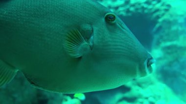 Tropik bir tetikleyici balığın su altında yakın çekimi, eşsiz deri dokusunu, göz detaylarını ve yüzgeç yapısını gösteriyor. Doğal mavi-yeşil ışıkta canlı deniz yaşamı