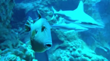 Tropikal tetikleyici balıklar su altında eşsiz deri dokusunu, göz detaylarını ve yüzgeç yapısını gösteriyor. Doğal mavi-yeşil ışıkta canlı deniz yaşamı