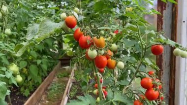 Bir seranın içindeki sarmaşıkta olgunlaşmış domatesler. Organik tarım ve bahçıvanlık sağlıklı bir yaşam tarzı için taze, böceksiz bir hasat sağlar.
